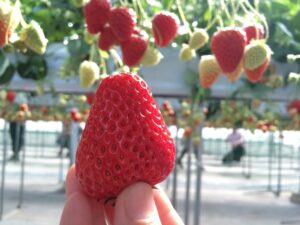 いちご狩り もぎたて