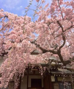 奈良公園_桜