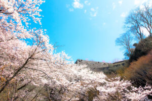 岡城跡＿桜