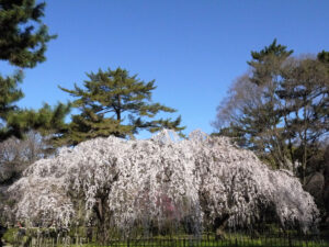 京都御苑＿桜