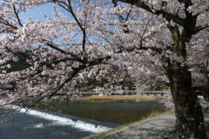 嵐山＿桜