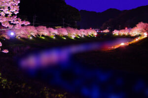 河津桜まつり