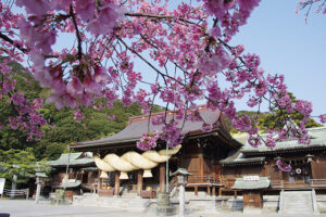 宮地嶽神社_桜